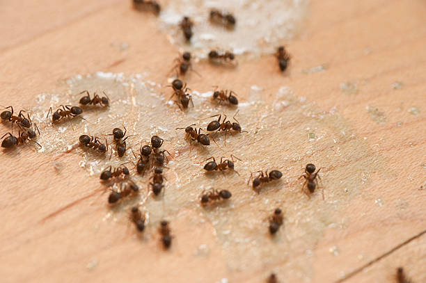 Wildlife Control Services in Lemont Furnace, PA